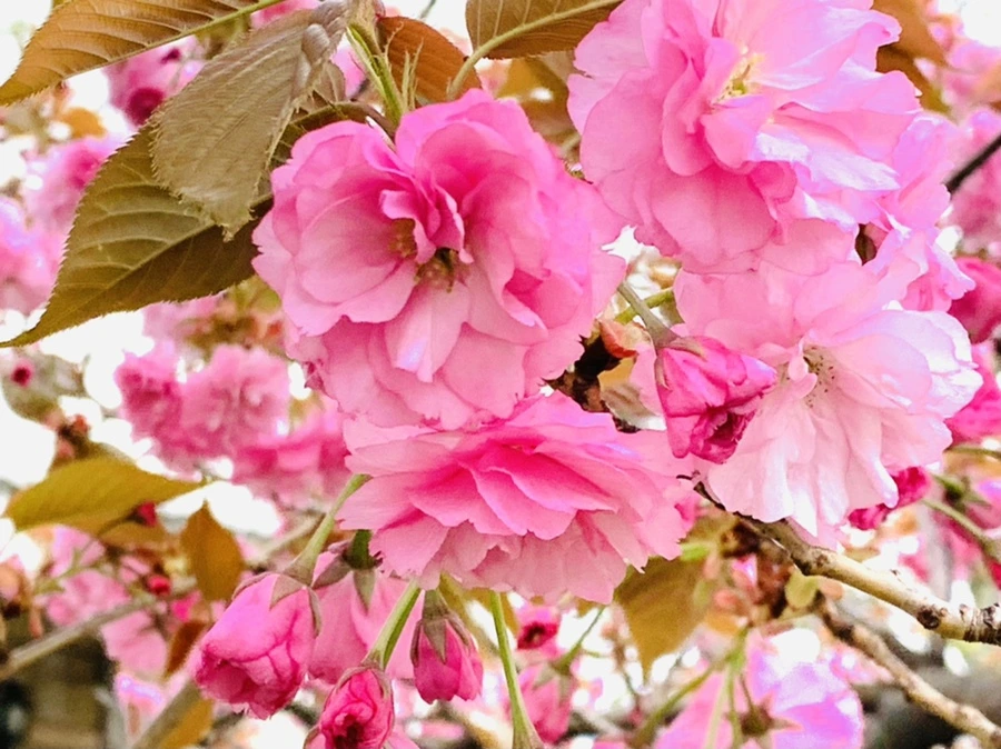 IMG_4402.jpg?type=w966