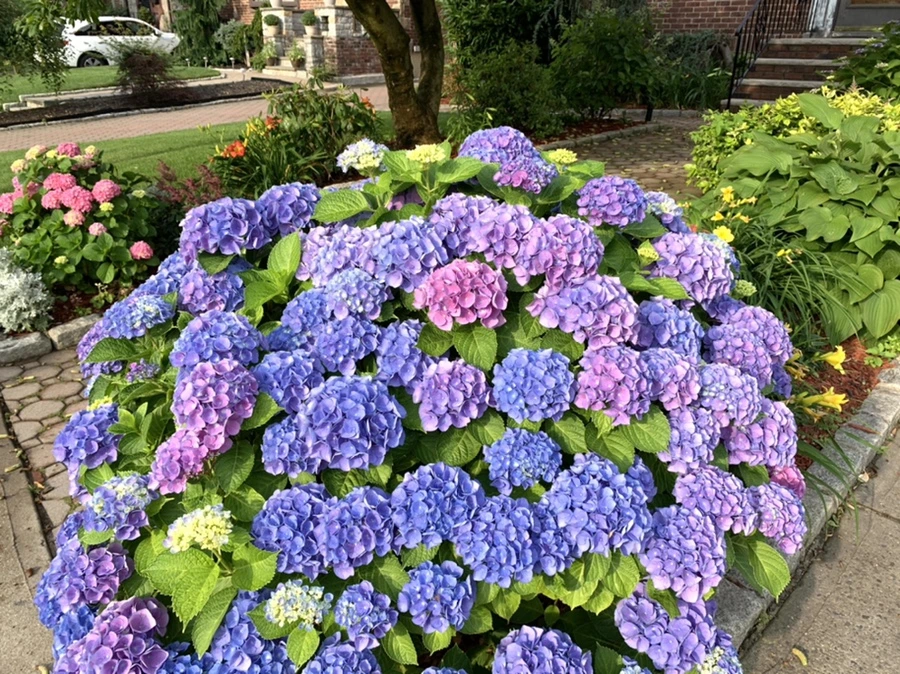 IMG_5974.jpg?type=w966