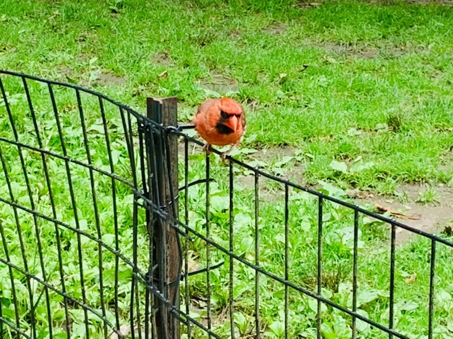 IMG_9915.jpg?type=w966