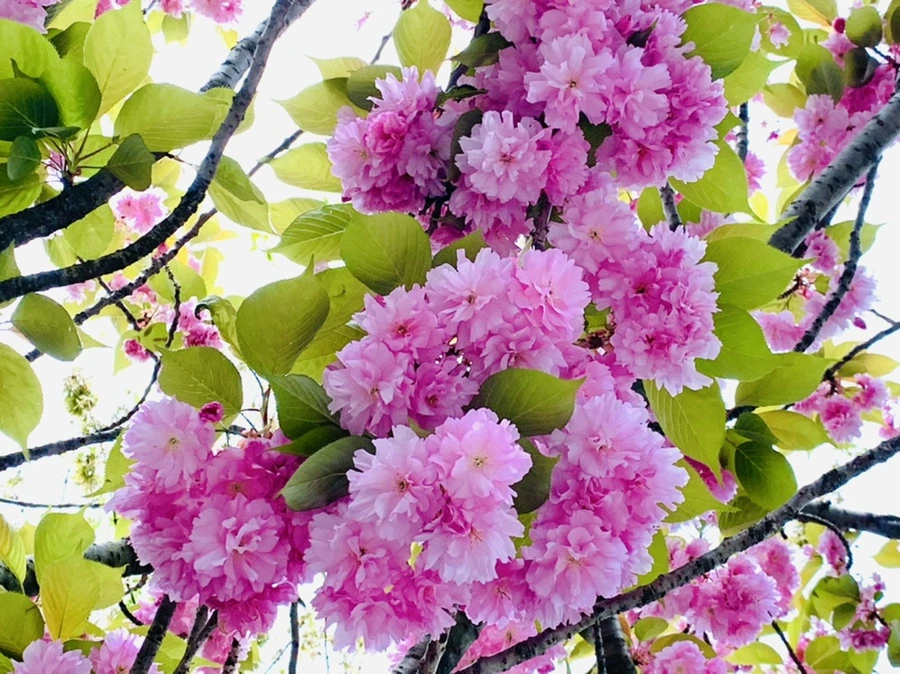 IMG_7185.jpg?type=w966