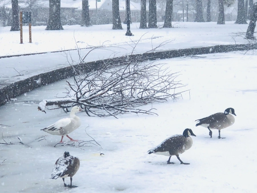 IMG_4114.jpg?type=w966