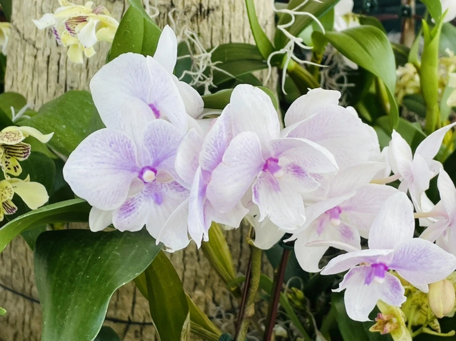 IMG_6526.jpg?type=w966