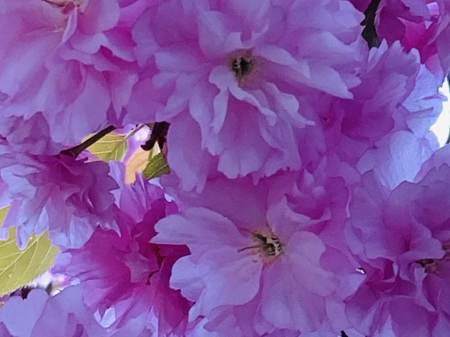 IMG_7366.jpg?type=w966