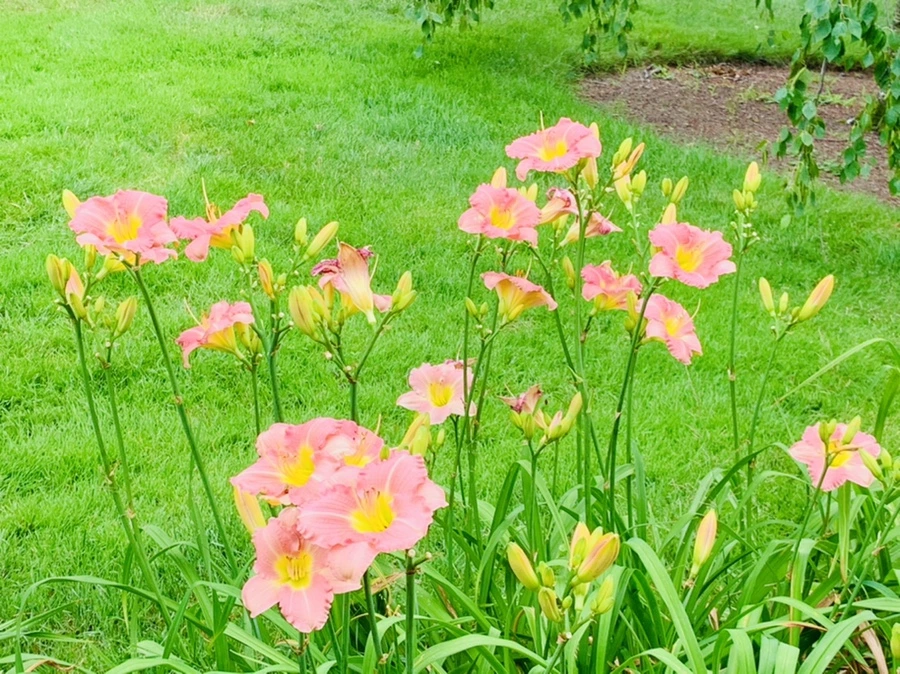 IMG_2602.jpg?type=w966