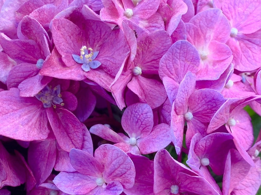 IMG_1084.jpg?type=w966