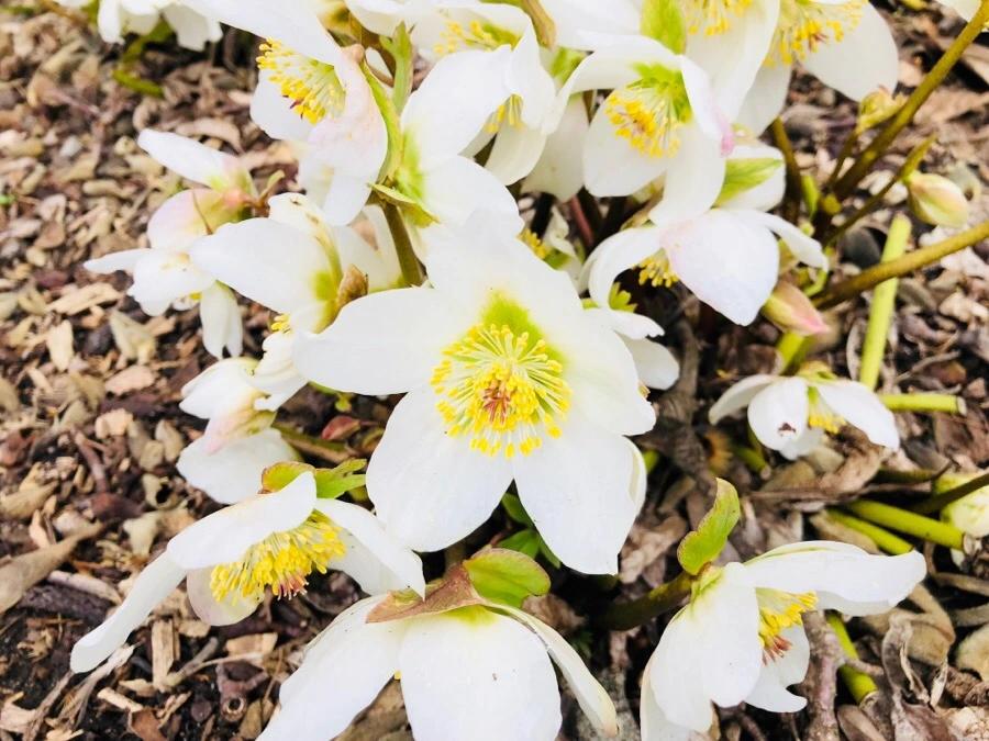 IMG_3834.jpg?type=w966