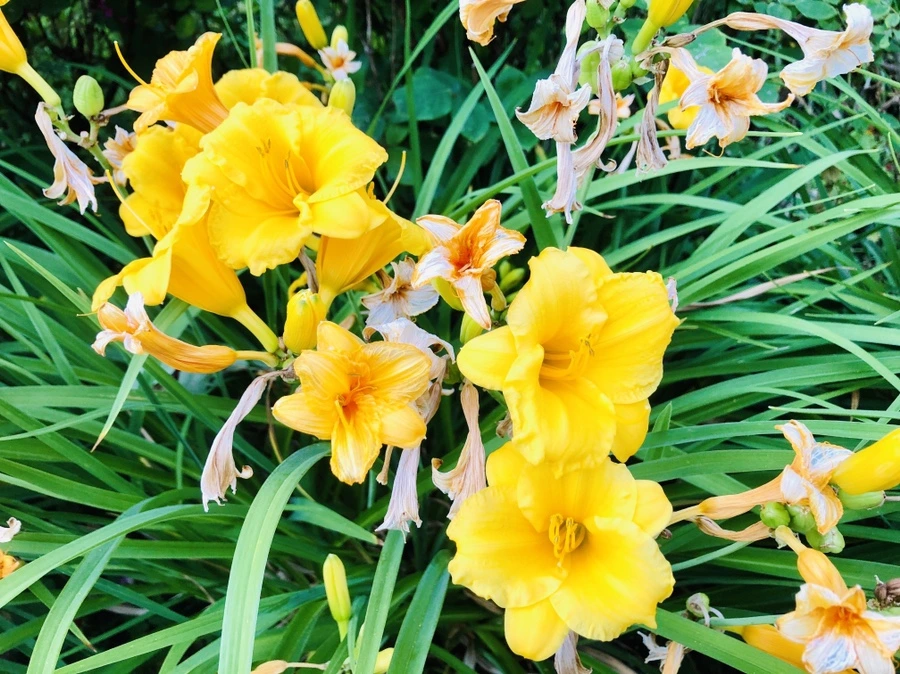 IMG_0307.jpg?type=w966