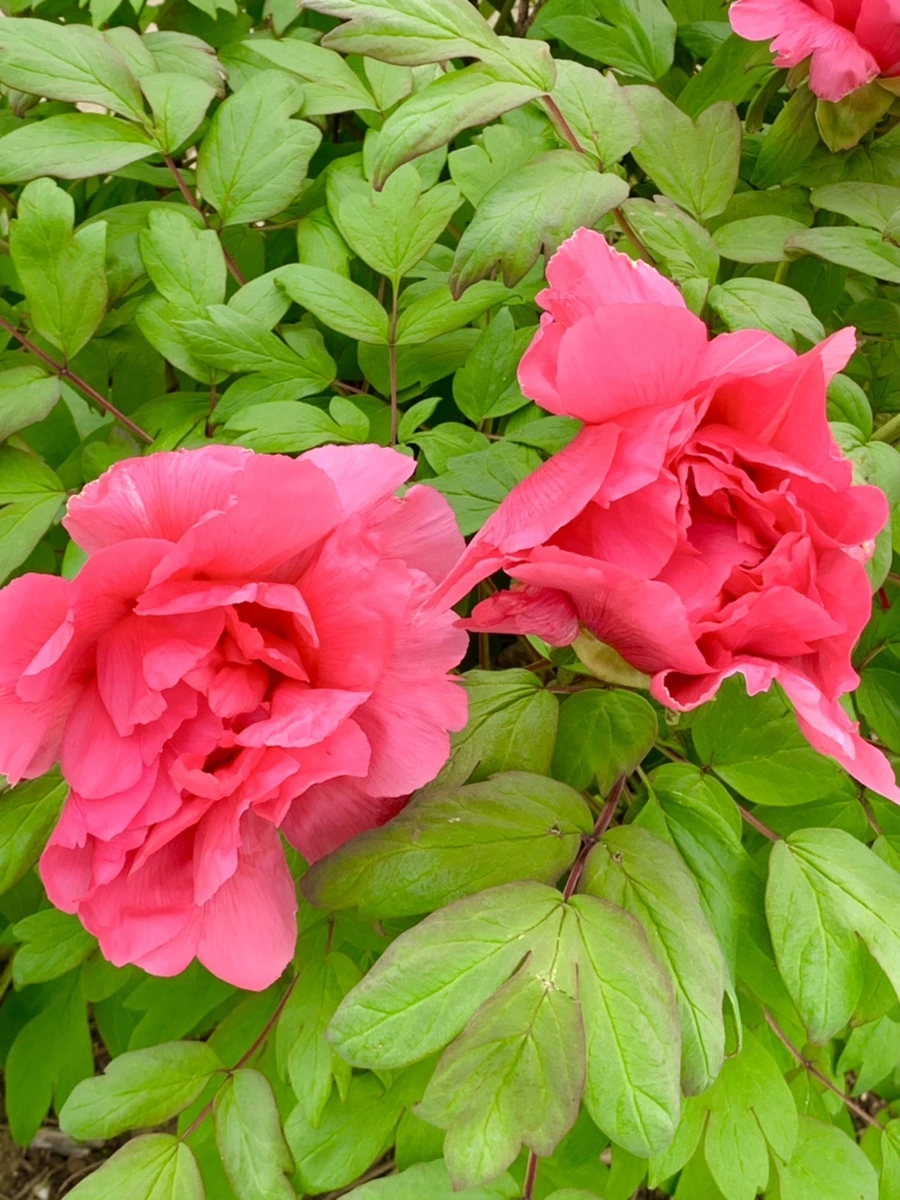 IMG_9109.jpg?type=w966