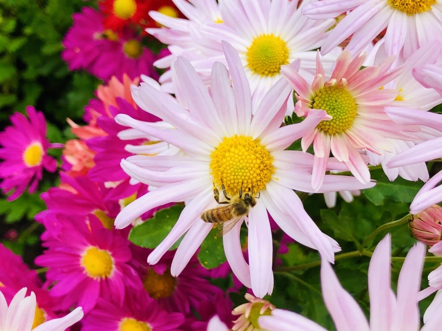 IMG_2584.jpg?type=w966