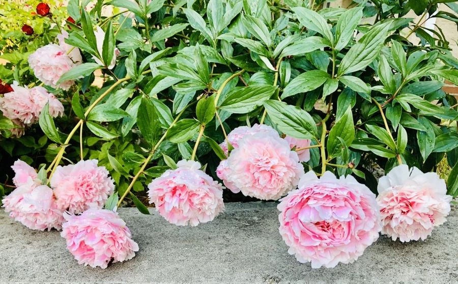 IMG_8082.jpg?type=w966