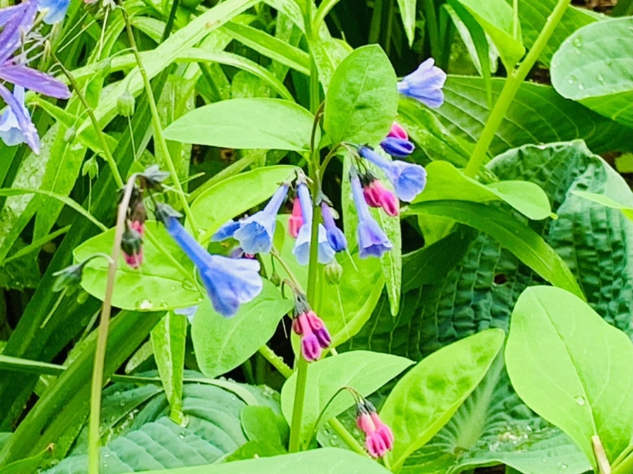 IMG_9796.jpg?type=w966