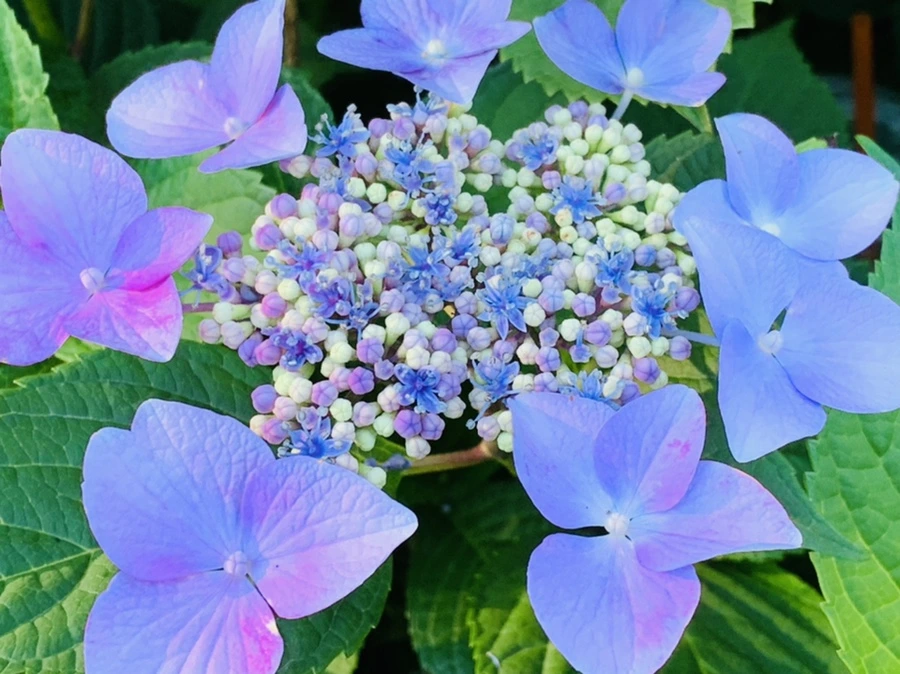 IMG_6289.jpg?type=w966