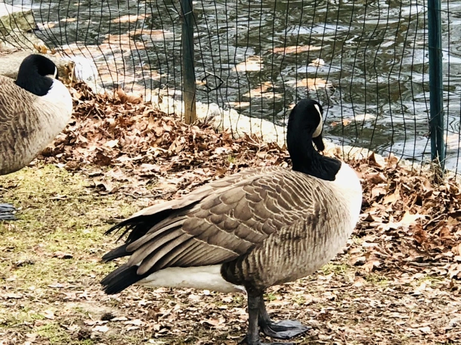 IMG_3946.jpg?type=w966