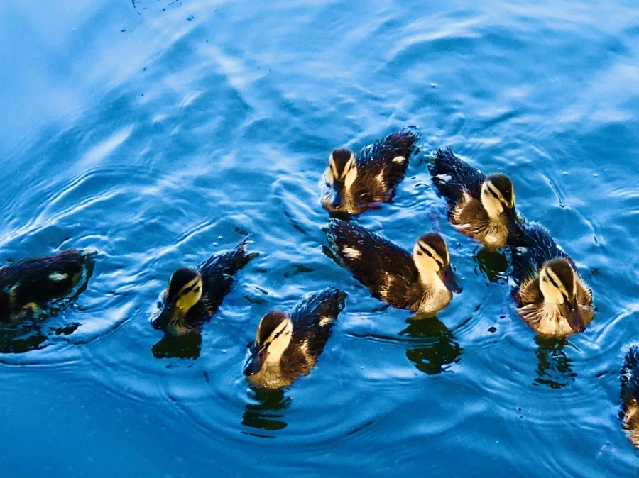 IMG_2714.jpg?type=w966