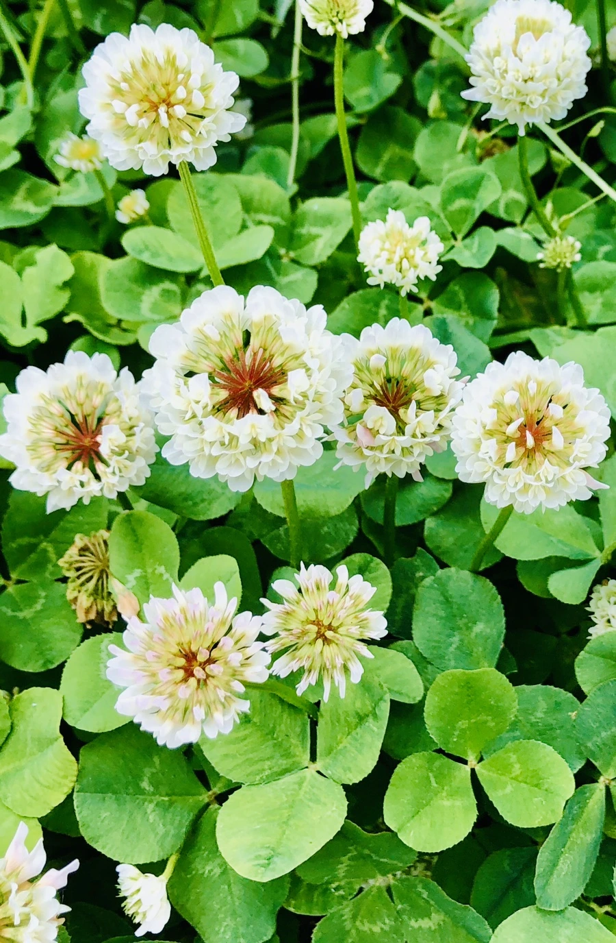 IMG_7952.jpg?type=w966