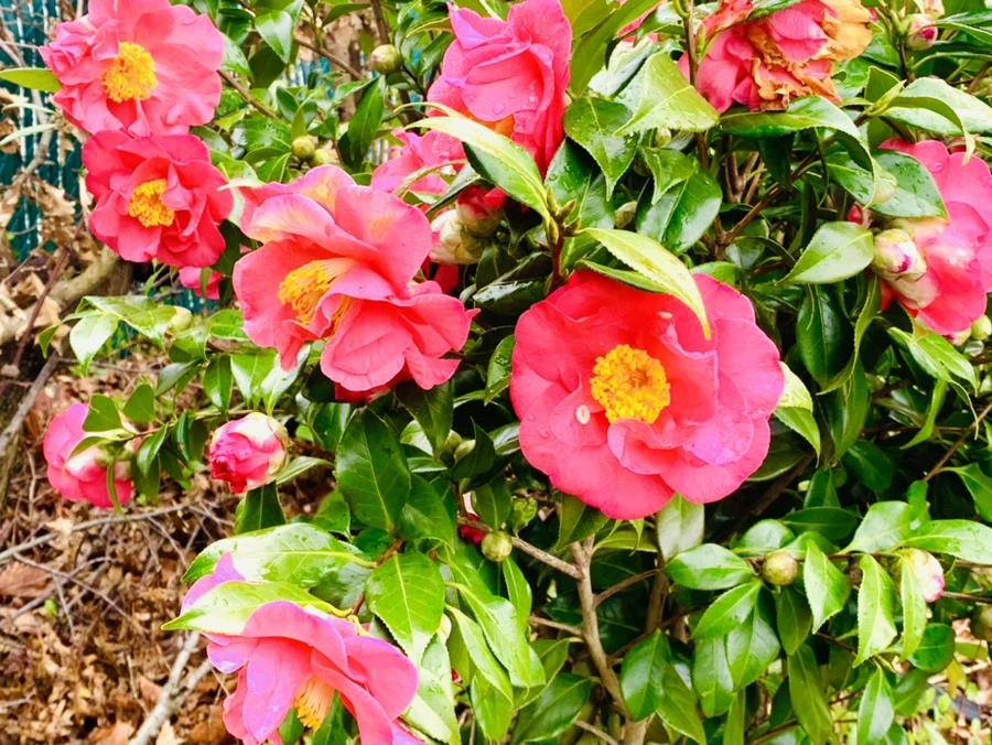 IMG_6267.jpg?type=w966