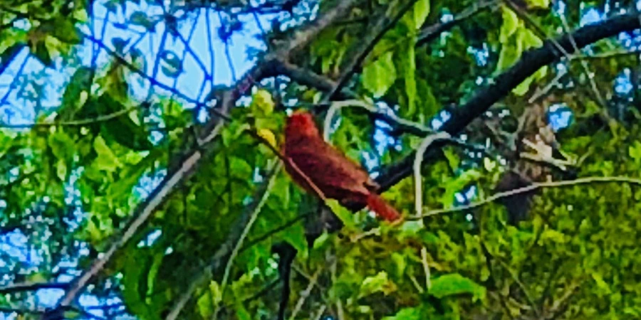 IMG_2972.jpg?type=w966