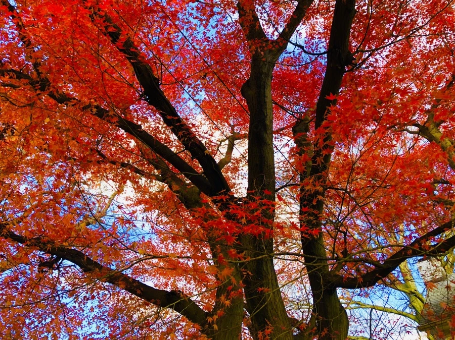 IMG_5514.jpg?type=w966