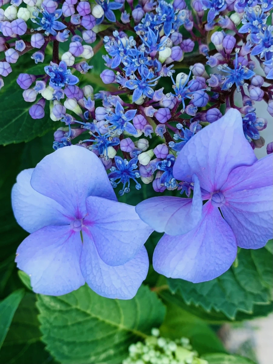 IMG_6281.jpg?type=w966