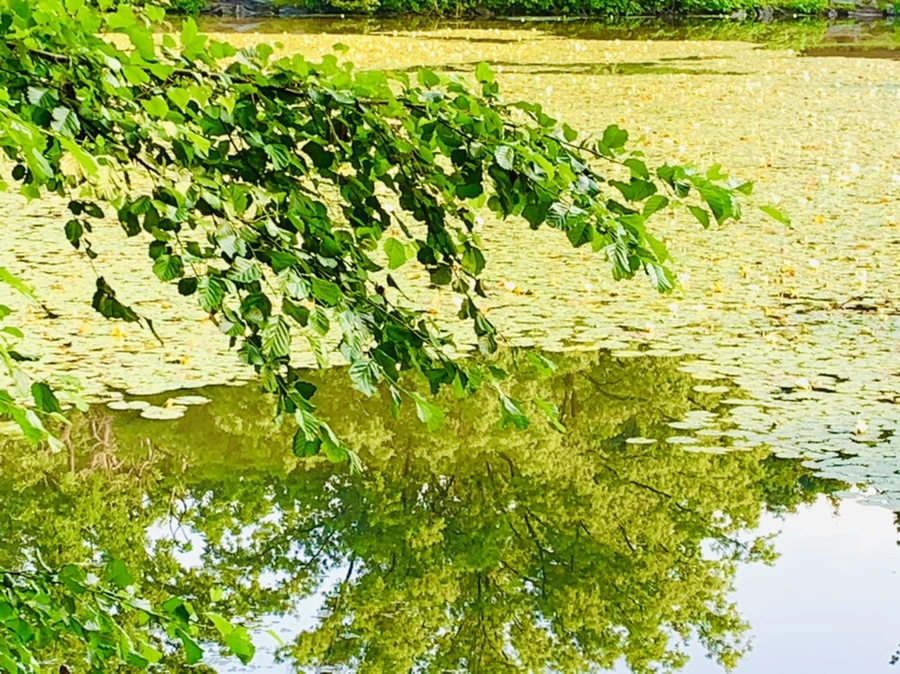 IMG_4315.jpg?type=w966