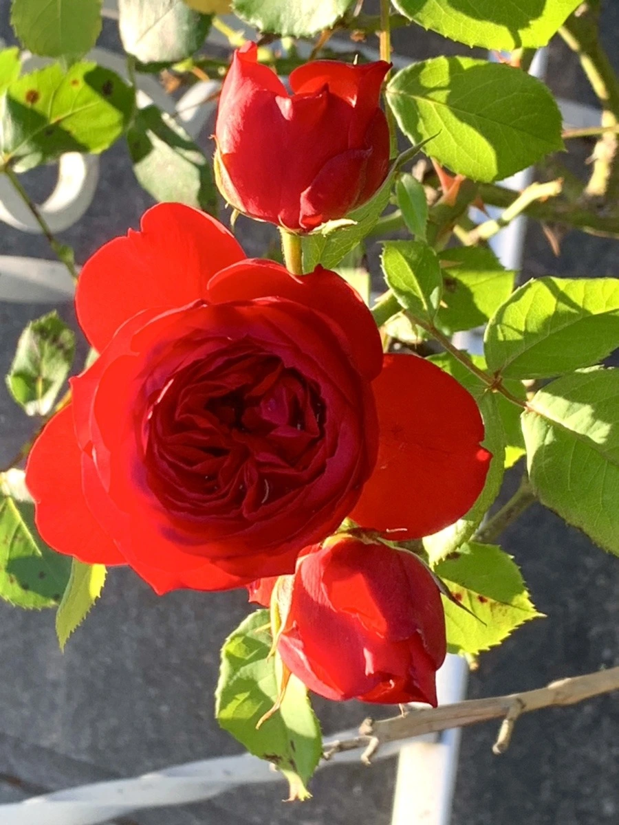 a5CZHjZj7CqNaZRJwgqjskhHFKg