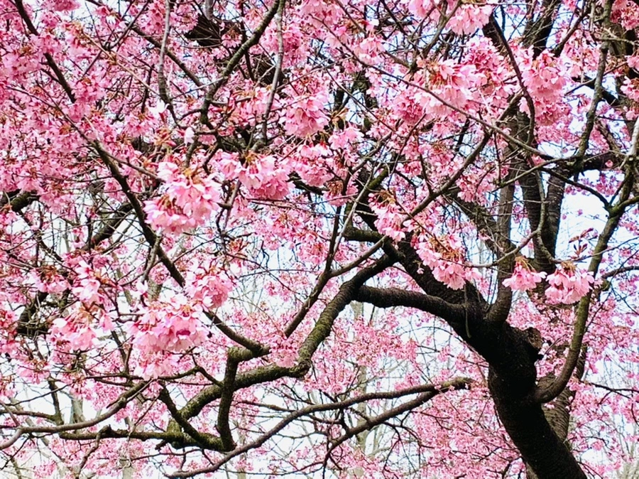 IMG_7086.jpg?type=w966