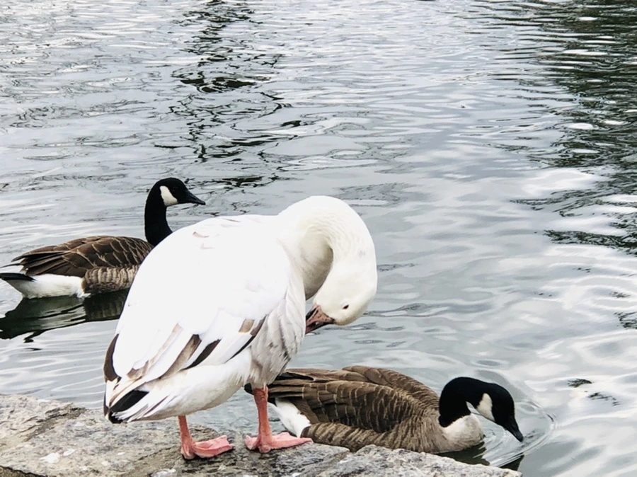 IMG_3938.jpg?type=w966