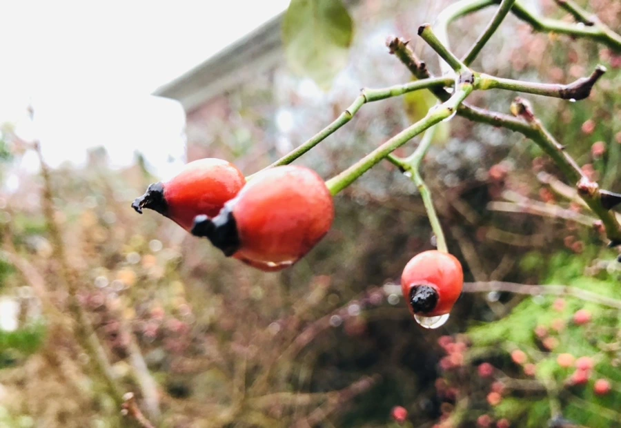 IMG_8065.jpg?type=w966