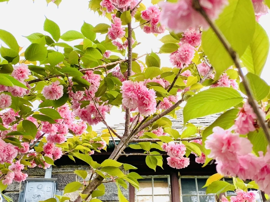 IMG_8987.jpg?type=w966