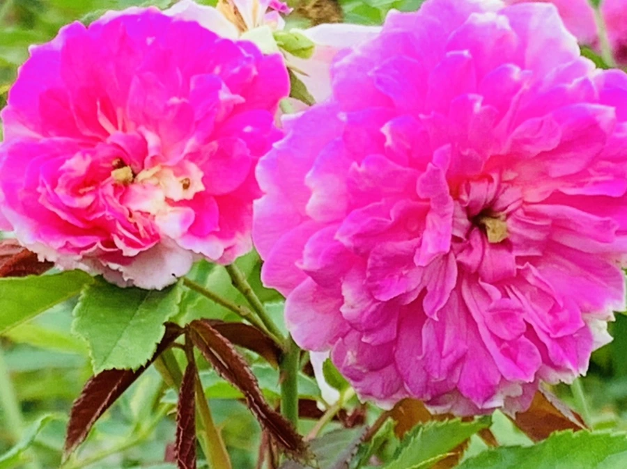 IMG_6904.jpg?type=w966