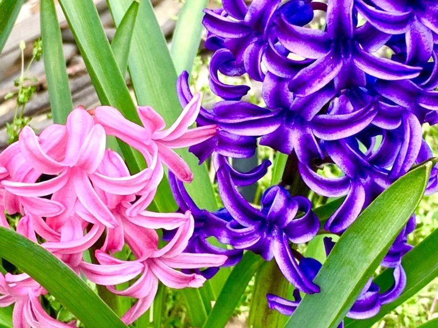 IMG_6609.jpg?type=w966