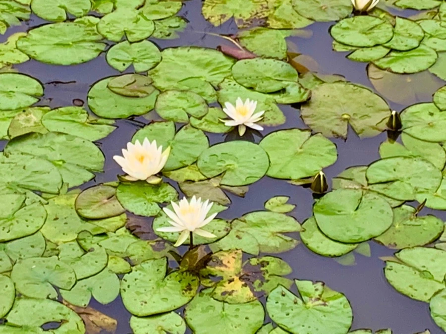 IMG_7162.jpg?type=w966