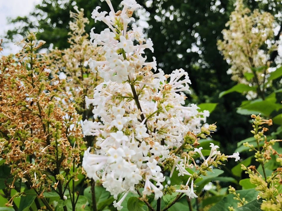 IMG_5687.jpg?type=w966