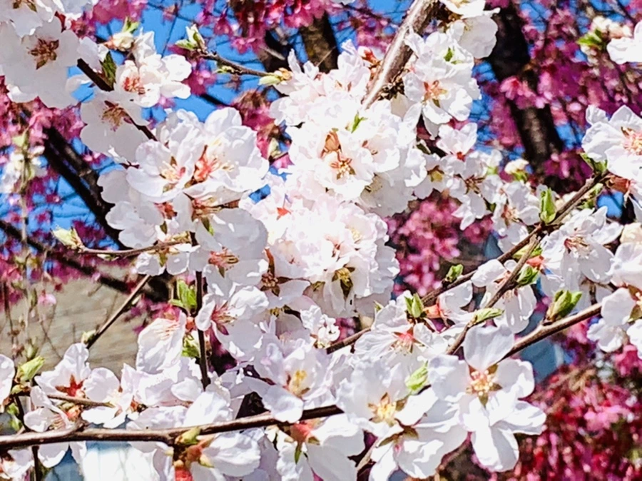 IMG_8056.jpg?type=w966