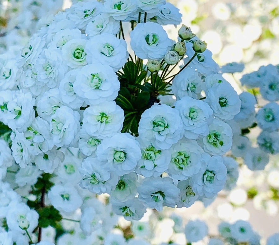 IMG_3293.jpg?type=w966