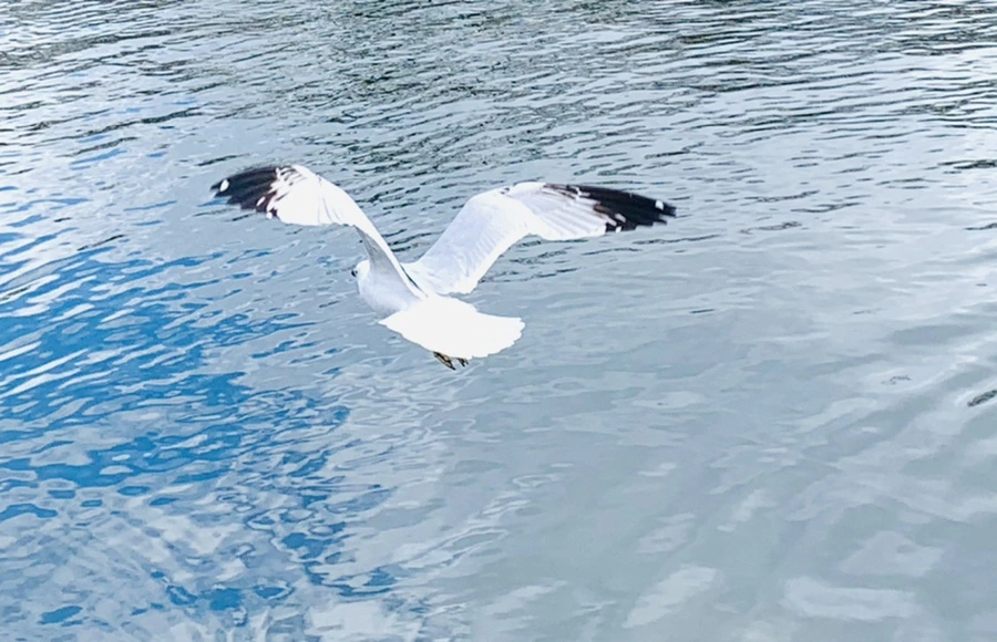 IMG_7921.jpg?type=w966