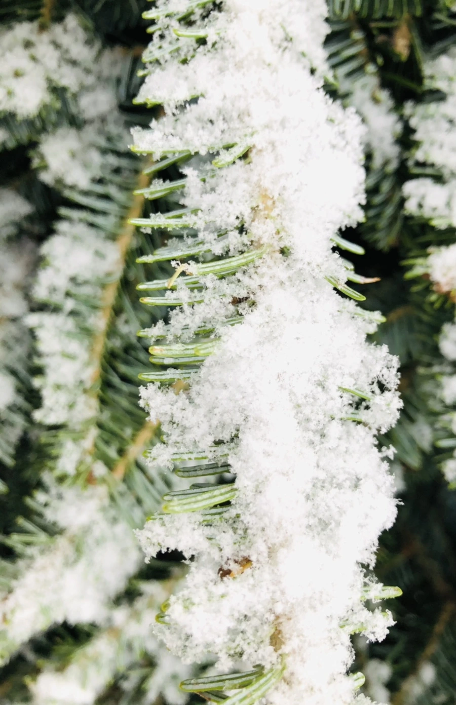 IMG_4465.jpg?type=w966