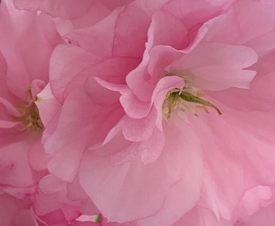 IMG_5494.jpg?type=w966