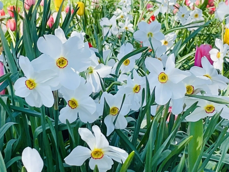 IMG_1578.jpg?type=w966