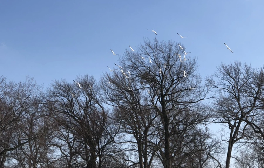 IMG_0275.jpg?type=w966