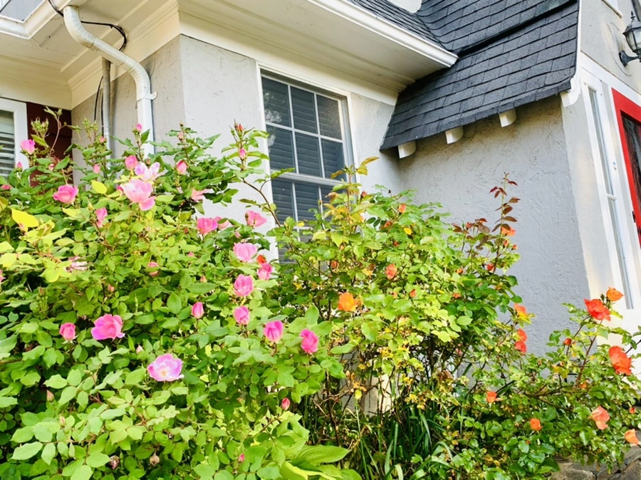 IMG_4551.jpg?type=w966