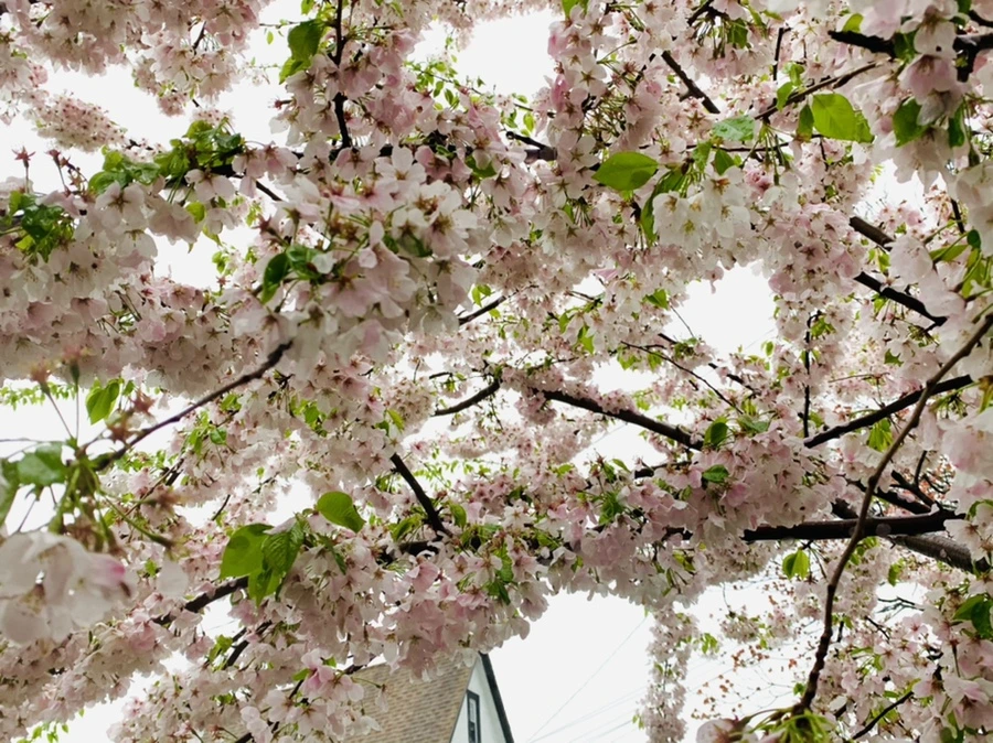 IMG_2266.jpg?type=w966