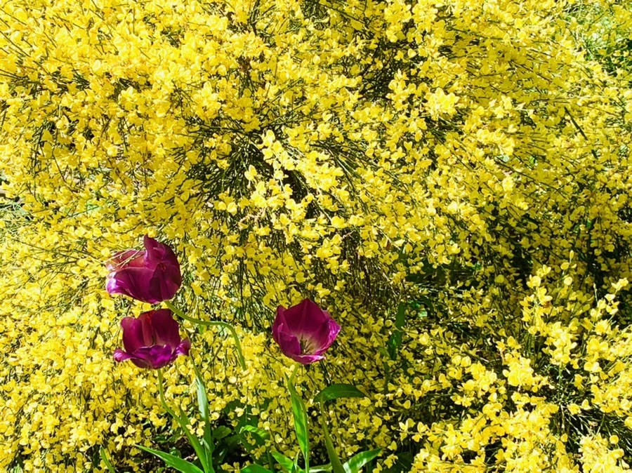 IMG_1131.jpg?type=w966