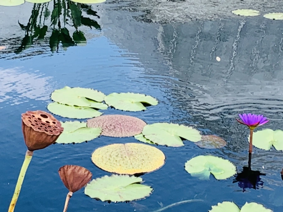 IMG_9107.jpg?type=w966