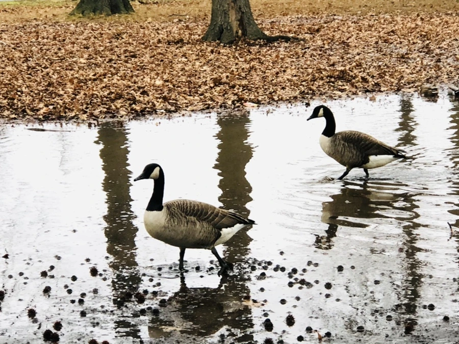 IMG_9661.jpg?type=w966