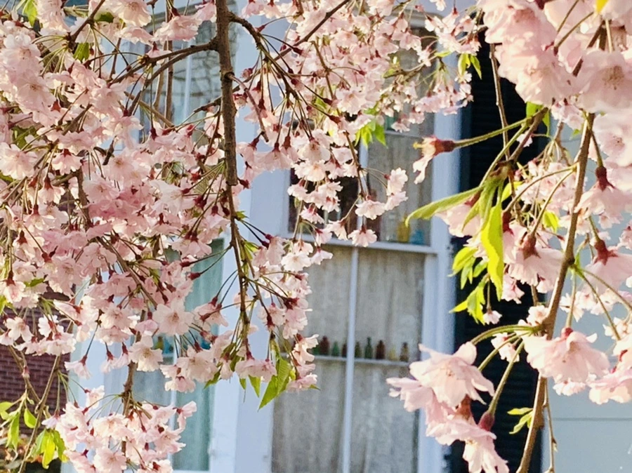 IMG_3712.jpg?type=w966