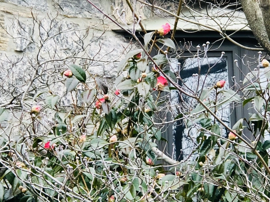 IMG_9068.jpg?type=w966