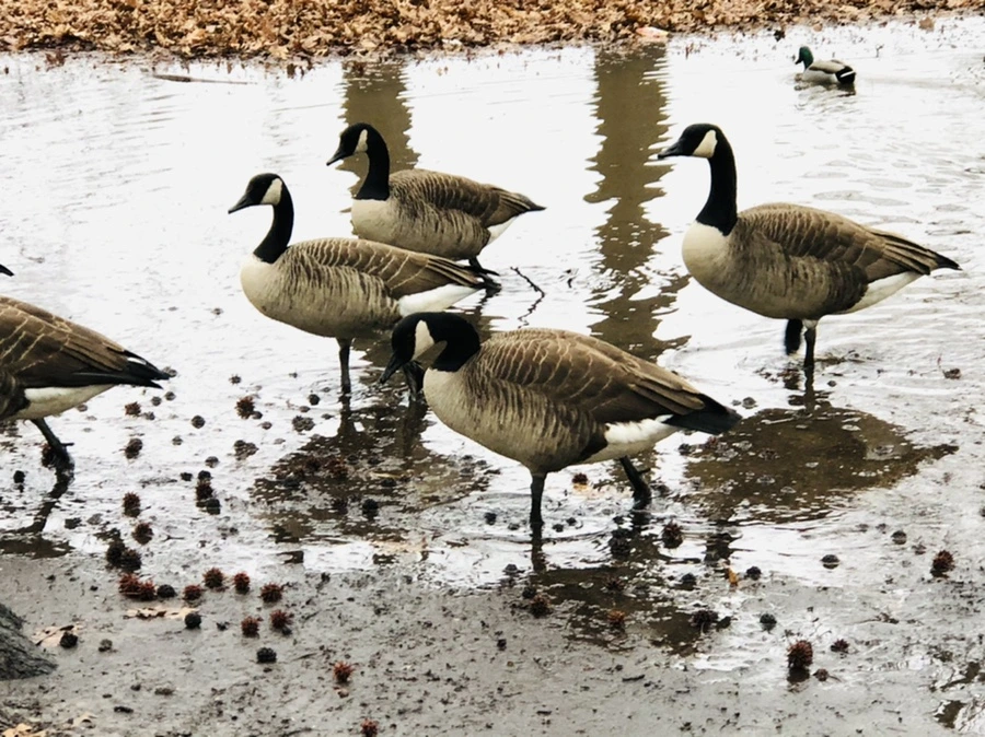 IMG_9658.jpg?type=w966