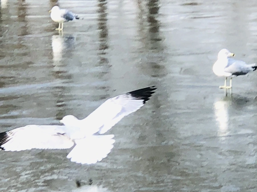 IMG_4677.jpg?type=w966