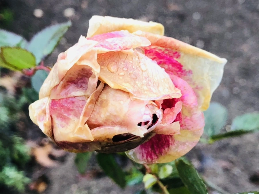 IMG_8091.jpg?type=w966